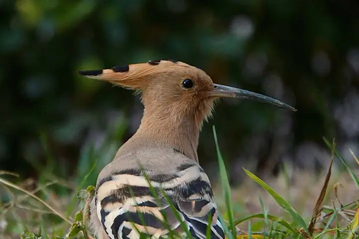 African hoopoe